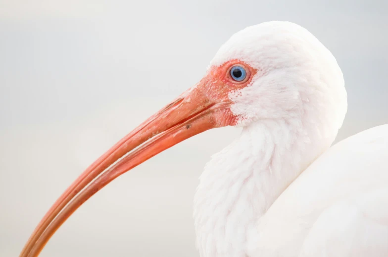 the bird has large orange beak and red head