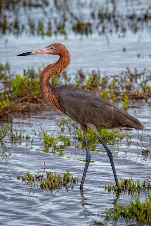 an image of a bird walking in the water