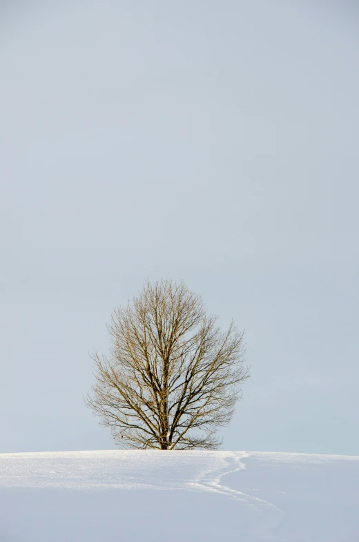 a tree sitting on the side of a snow covered hill