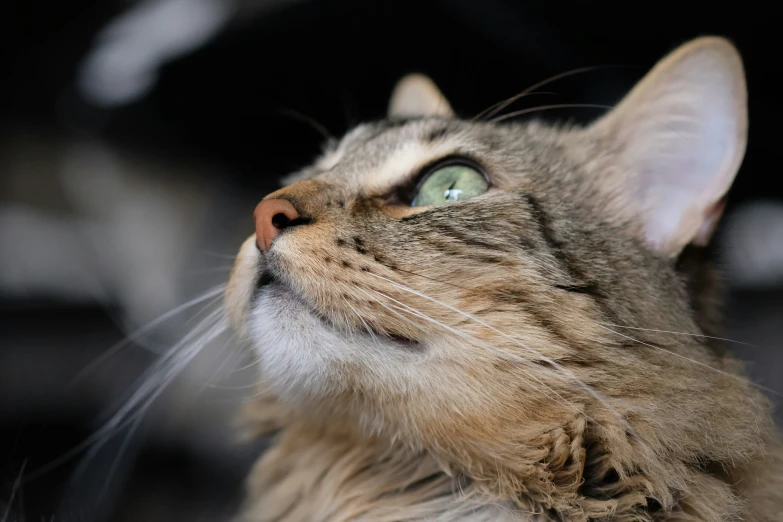 a cat has green eyes while staring upward