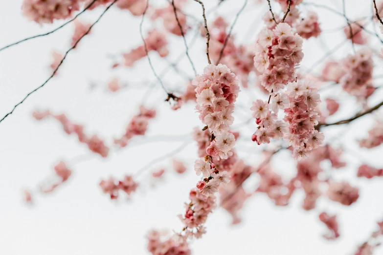 pink flowers blooming in the sky near some tree nches