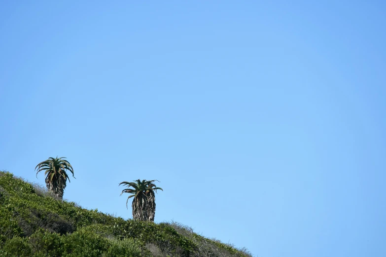 two palm trees on a hillside under blue sky