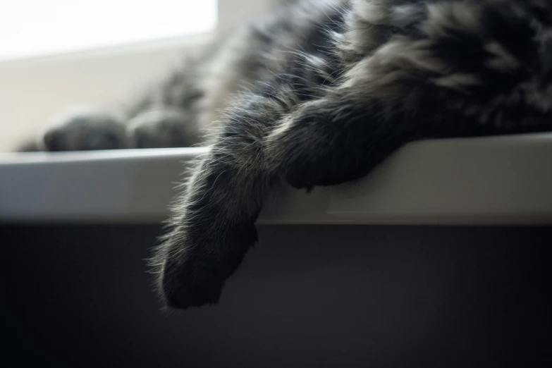 a close up of the paws of a cat with it's paw resting on a ledge