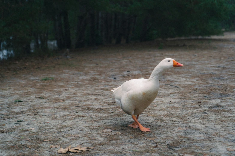 there is a white goose walking on the road