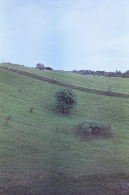 a lone tree on a field of grass