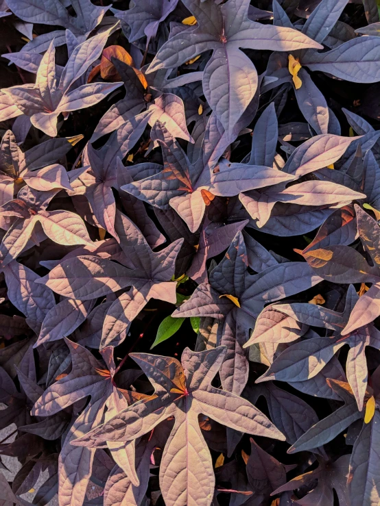 purple leaves on a plant with green leaves