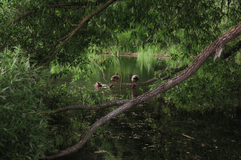 a group of animals hanging out on the river