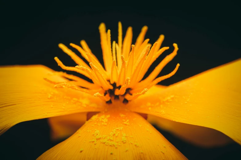 a yellow flower with drops of water all over the petals