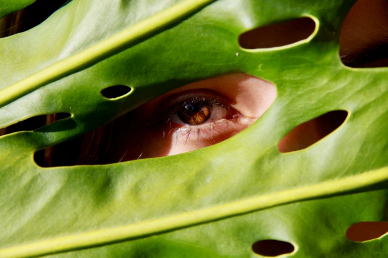 a eye in a hole between a large leaf