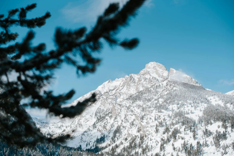 a snowy mountain has a lot of trees on it