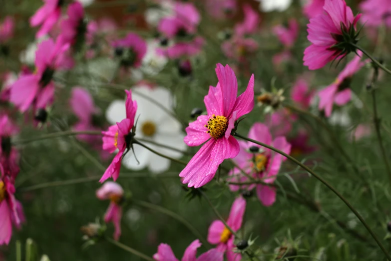 pink flowers are blooming on the grassy