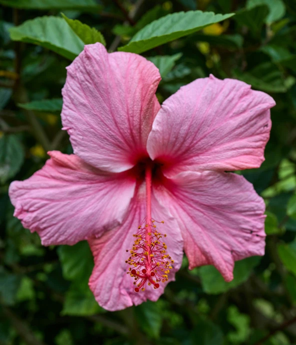 a pink flower with green leaves and greenery in the background