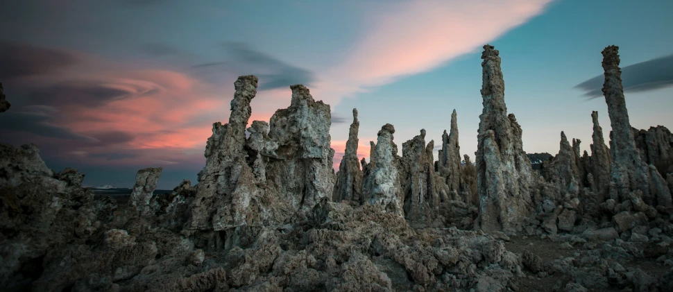 a group of trees with rocks and bushes underneath