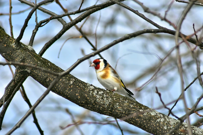 a bird is perched on a tree limb