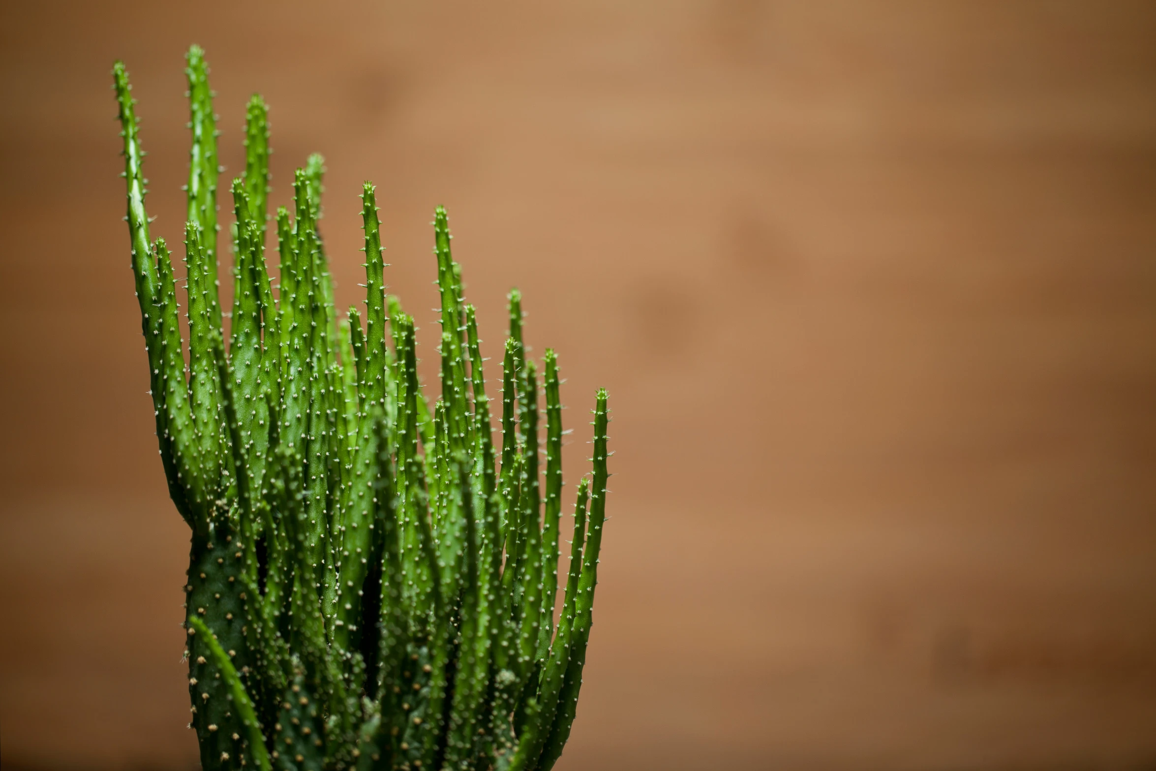 green plant with many leaves in a pot on a table