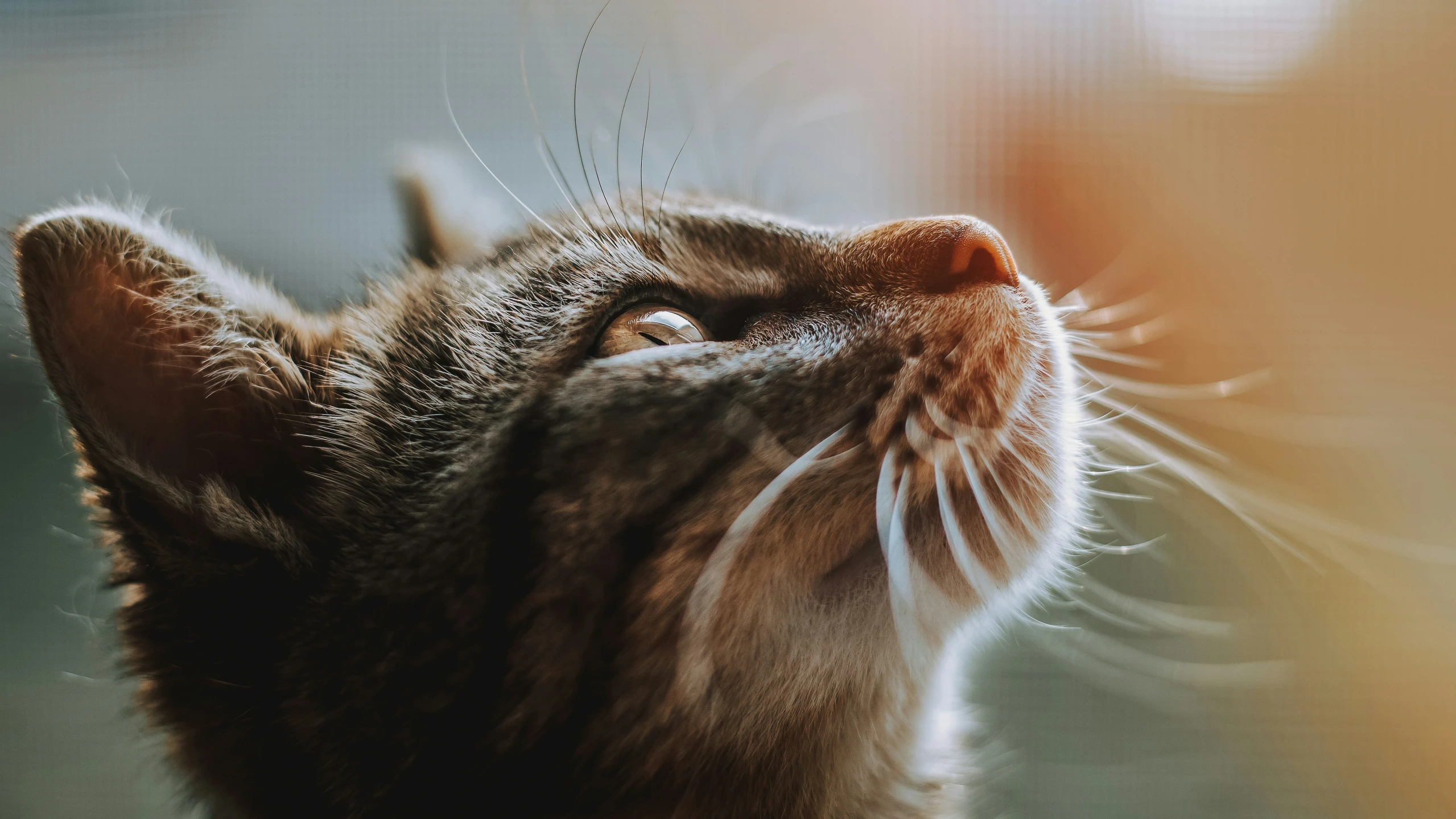 a black and brown cat looking up at soing