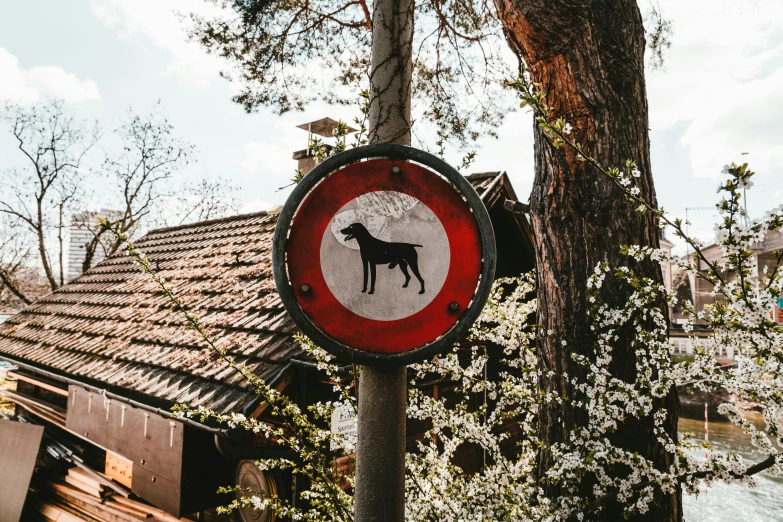 this sign says no dogs allowed outside of the cabin