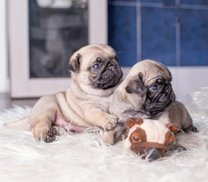 two cute pugs are sitting on a rug playing with a stuffed horse