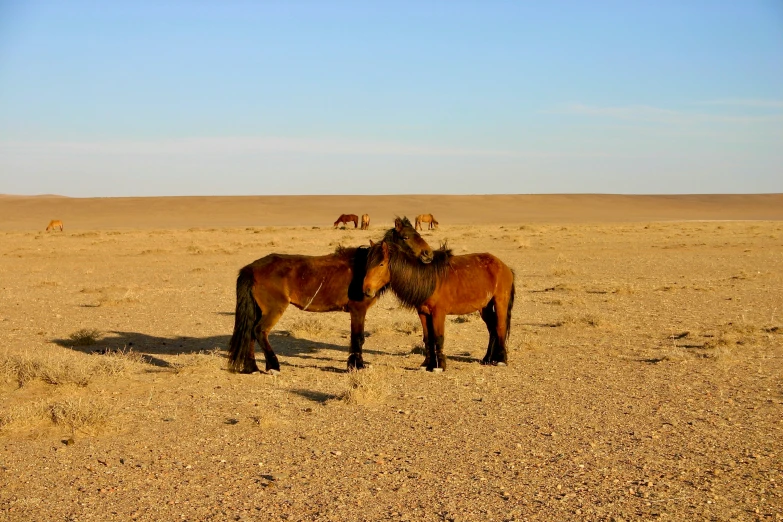 horses standing in a desert field in the afternoon