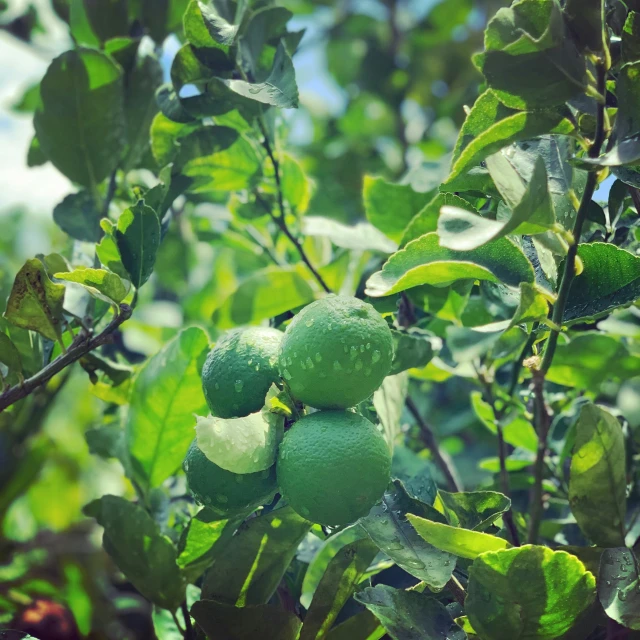 a fruit tree in bloom with green leaves