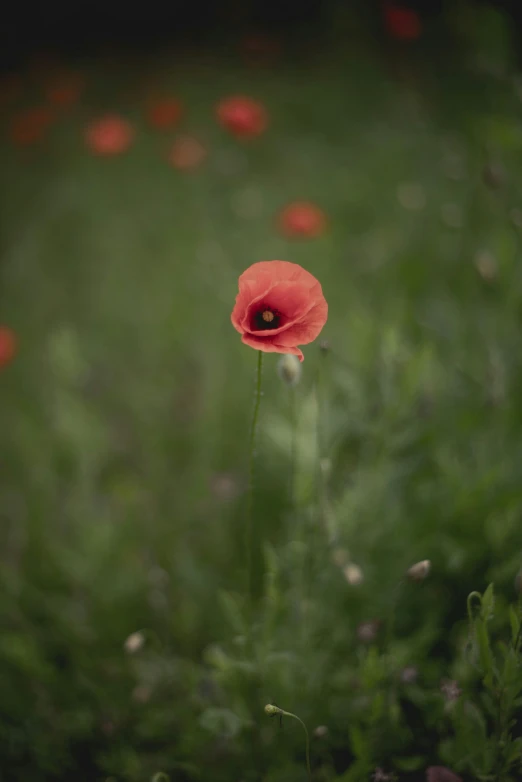 red poppy with dark center sits in a field of green grass