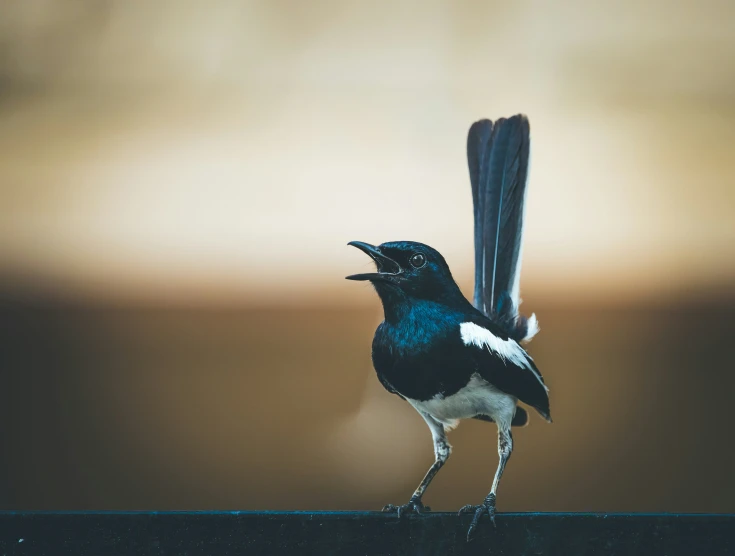 a small blue bird with white and black feathers