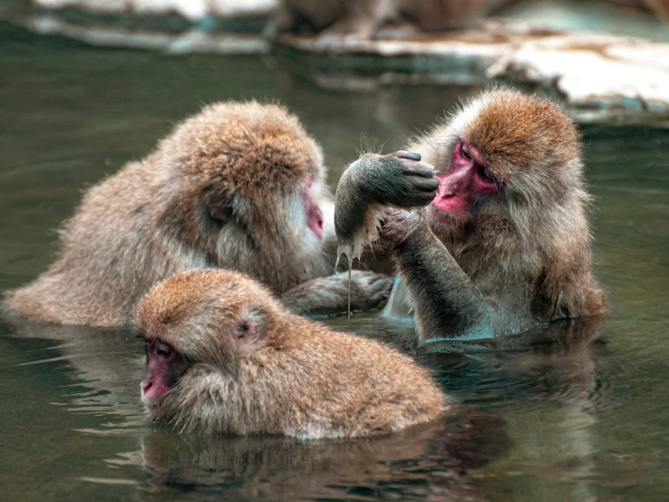 a group of snow monkeys playing in the water