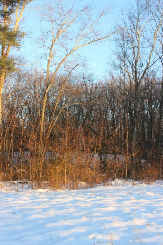 a snow covered field with a group of trees