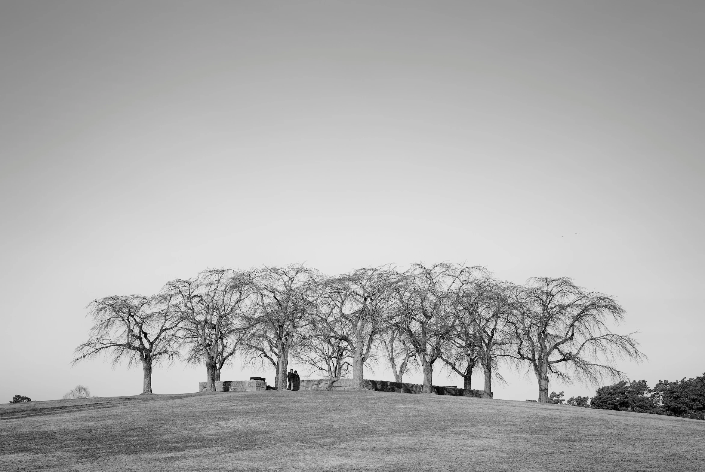 the field is covered with a lot of trees