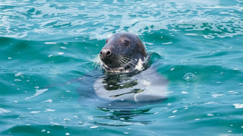 the seal swims through the clear blue water