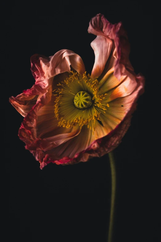 a closeup of a pink flower with its petals open