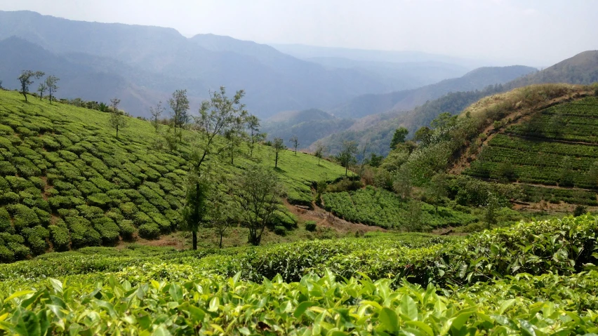 the landscape of a tea farm in the mountains