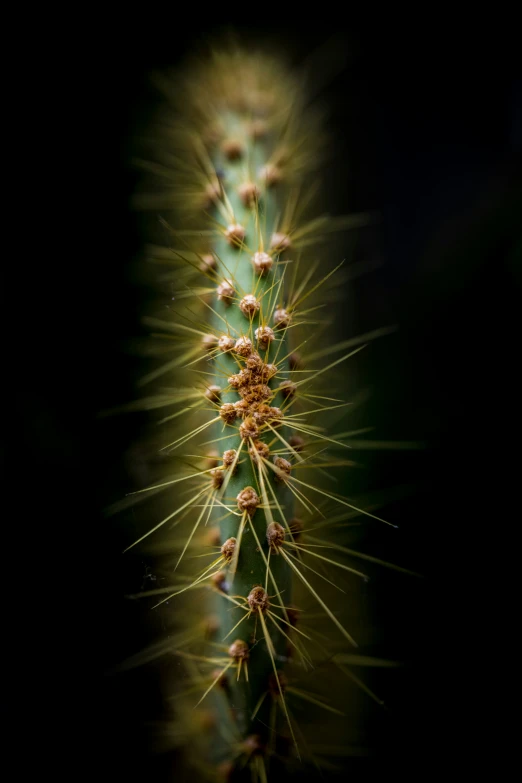 a long green cactus flower on a black background