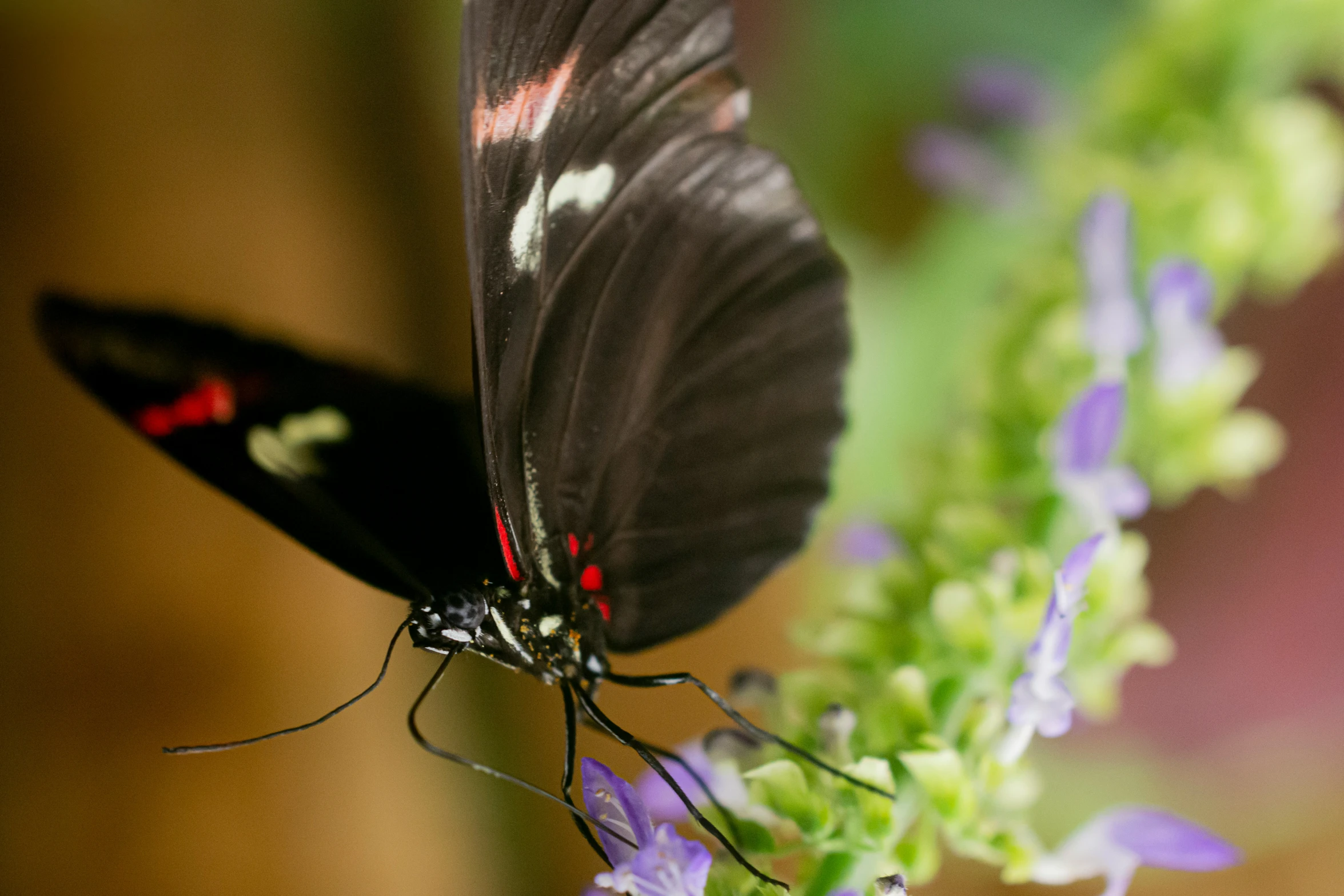 a black and red erfly sitting on a purple flower