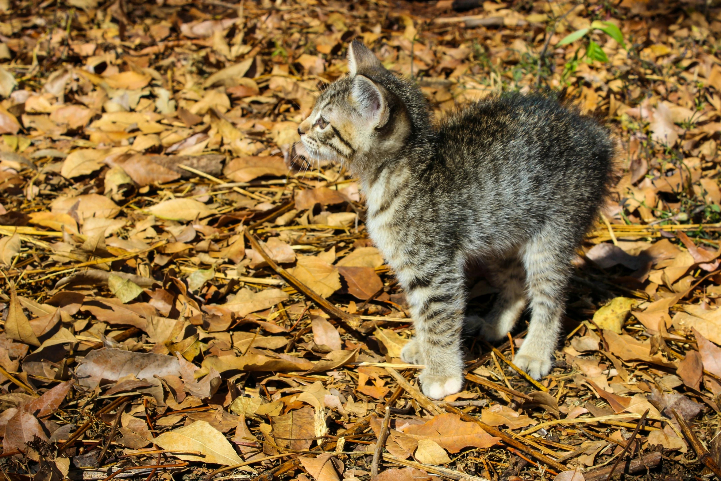 a small gray and white kitten is standing among autumn leaves
