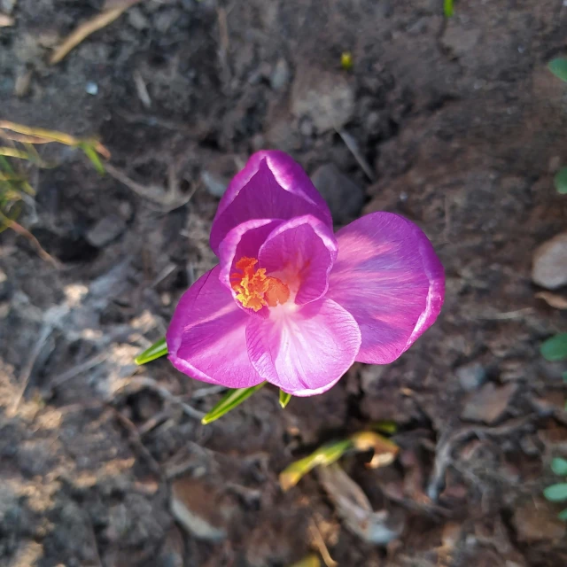 an image of purple flower in the dirt