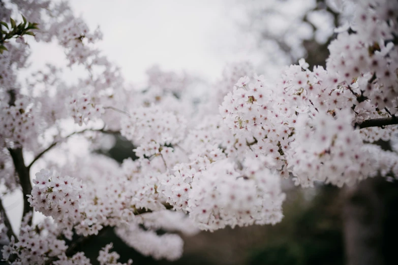 the nches are full of pink flowers near trees