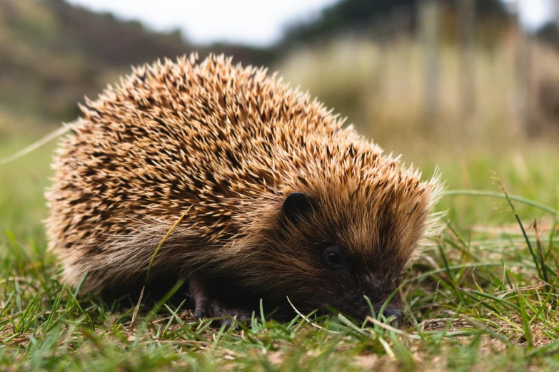 a porcupine walks through the grass near itself