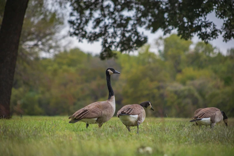 three geese standing in a grassy field, with trees behind them