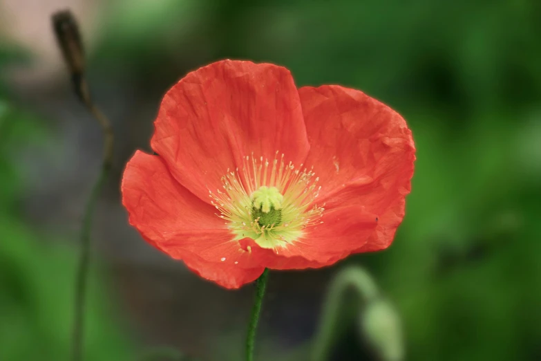 a single red flower with a green background