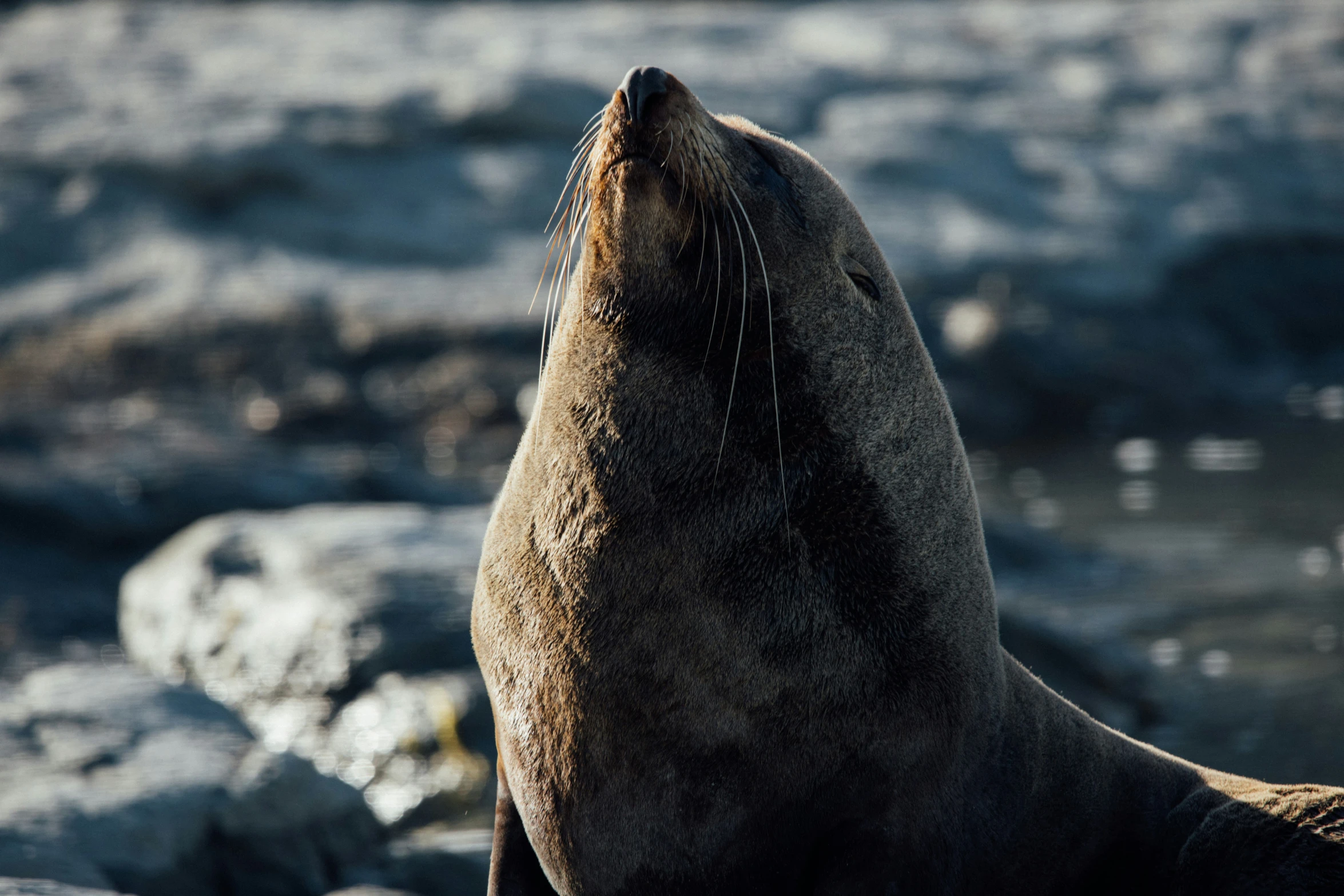 an image of a seal on a rocky beach