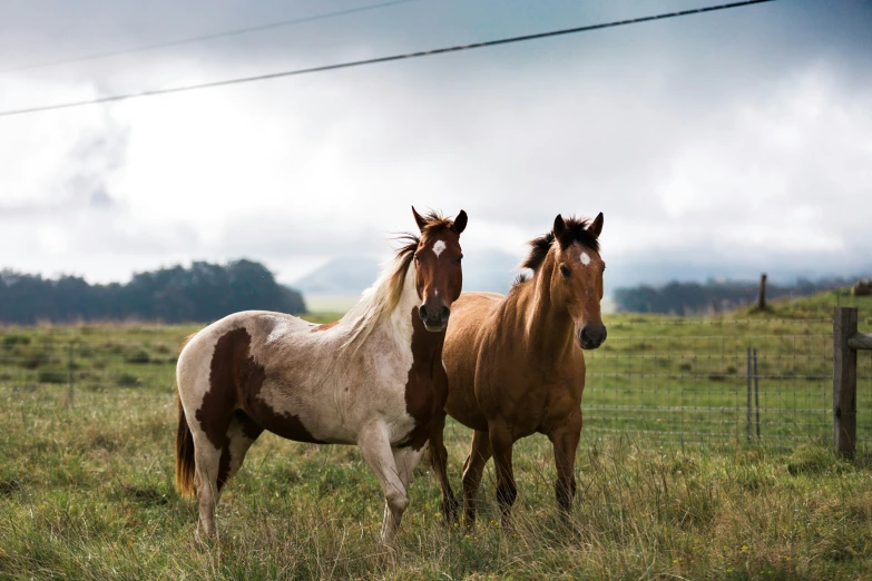 the two horses are enjoying their day on the pasture