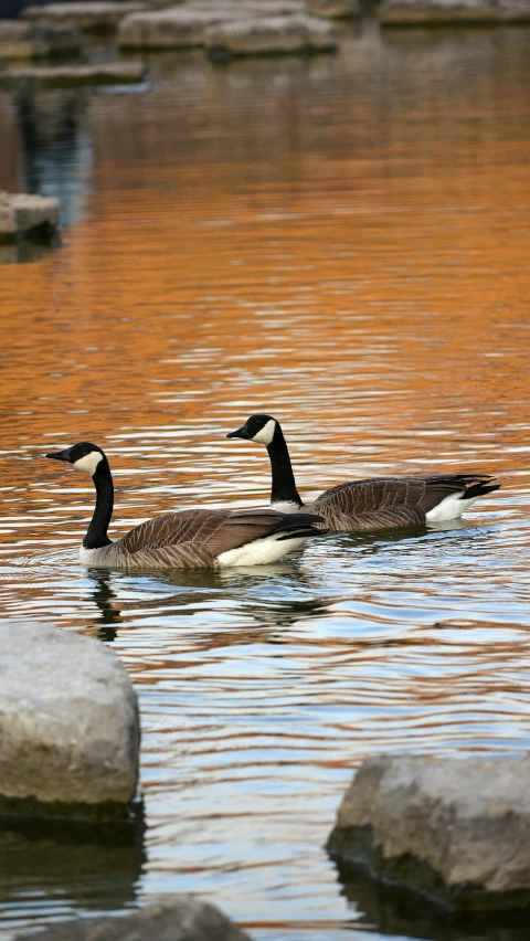 the ducks are in the water by the rocks