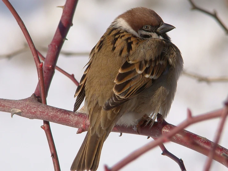 a bird sits on a nch near the bare nches