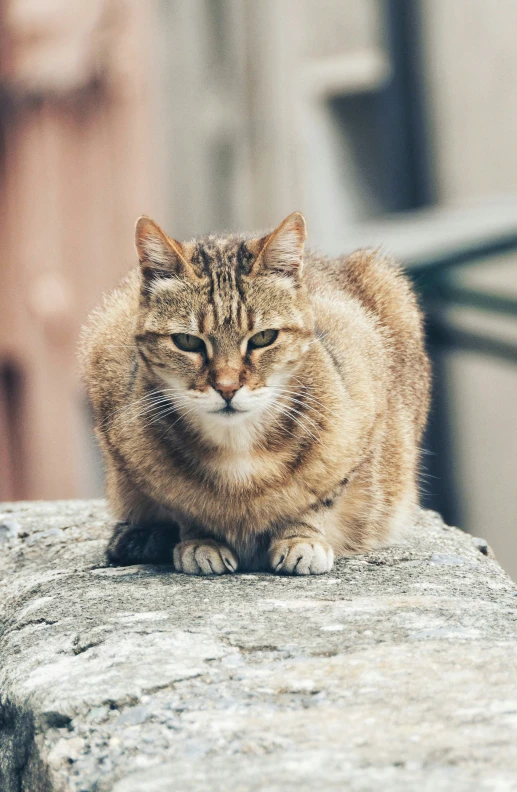 a cat laying down on a concrete ledge outside