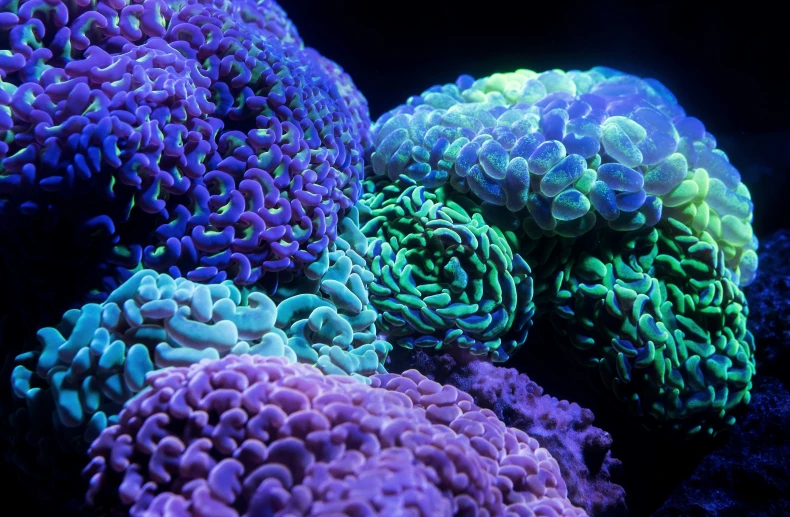 a group of purple and green corals underwater