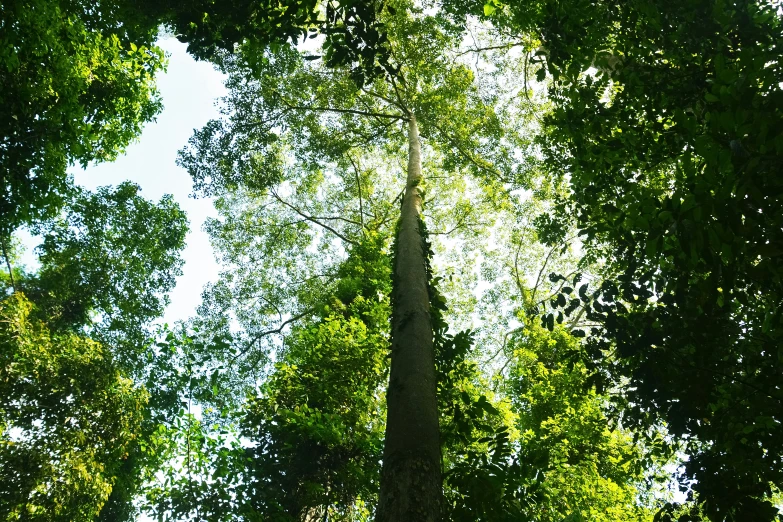the tall trees on this tree are mostly green