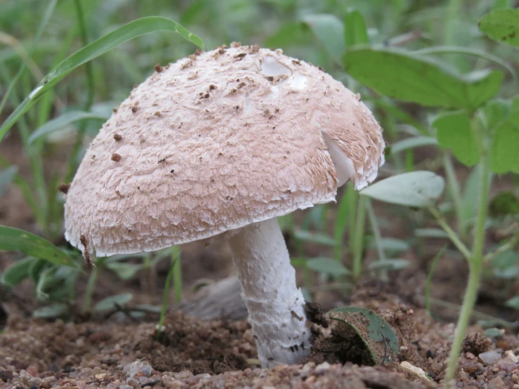 a mushroom that is sitting in the dirt