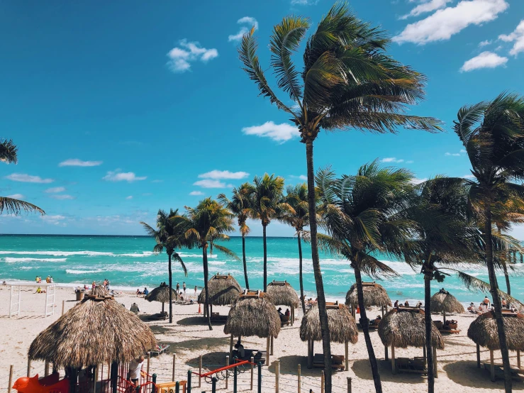 there are many palm trees on the beach