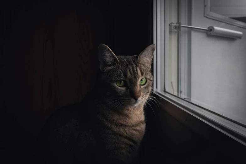 a cat sitting in front of a window with a light shining on it